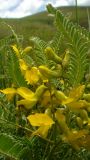 Astragalus caraganae