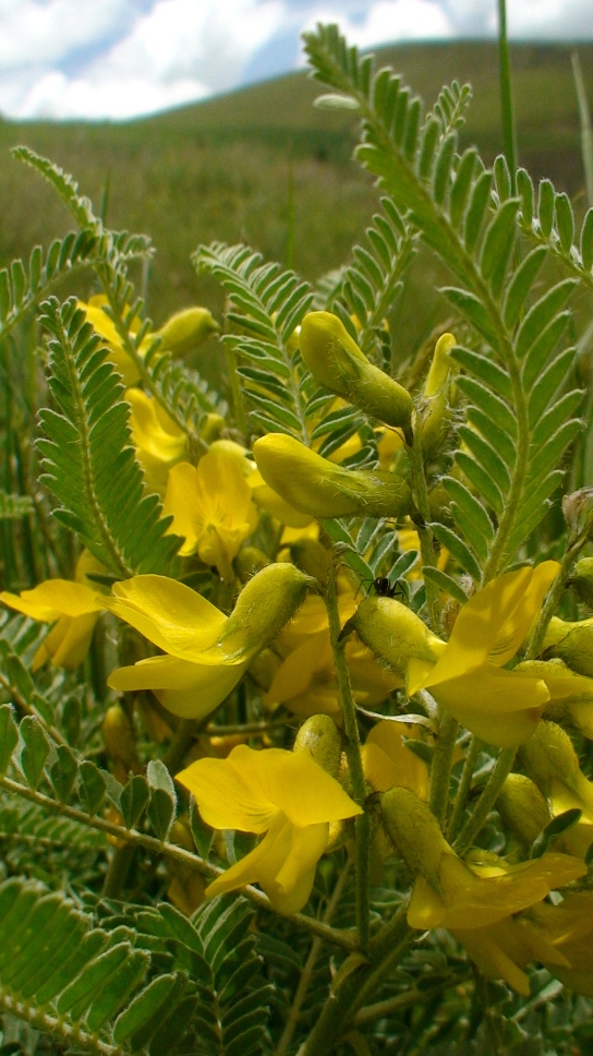 Изображение особи Astragalus caraganae.