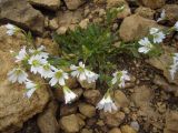 Cerastium polymorphum