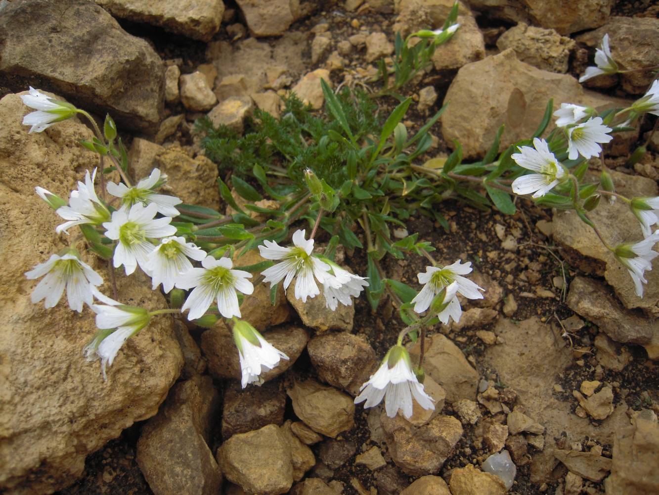 Изображение особи Cerastium polymorphum.