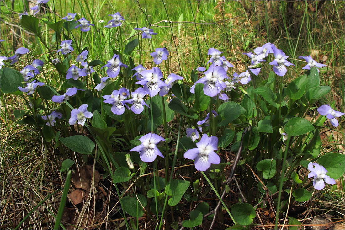 Изображение особи Viola ruppii.