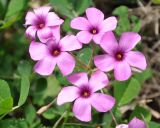 Oxalis articulata