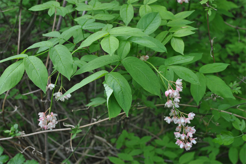 Image of Staphylea pinnata specimen.