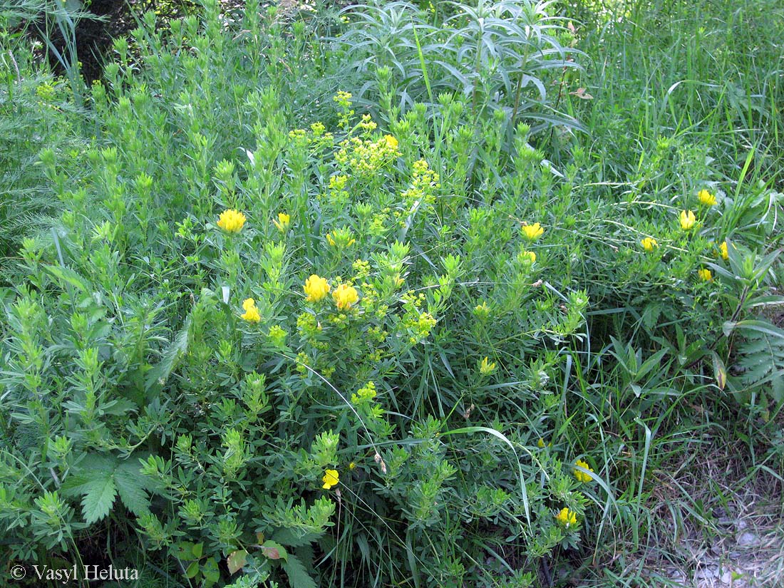 Изображение особи Chamaecytisus austriacus.