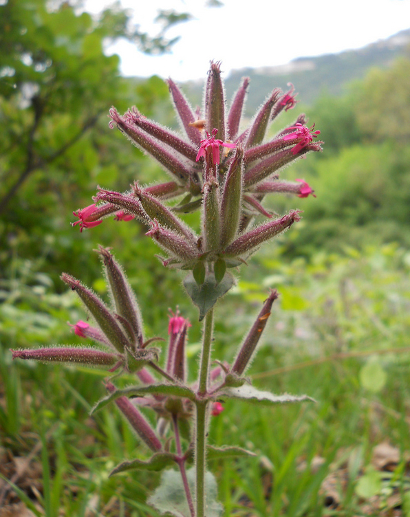 Изображение особи Saponaria glutinosa.