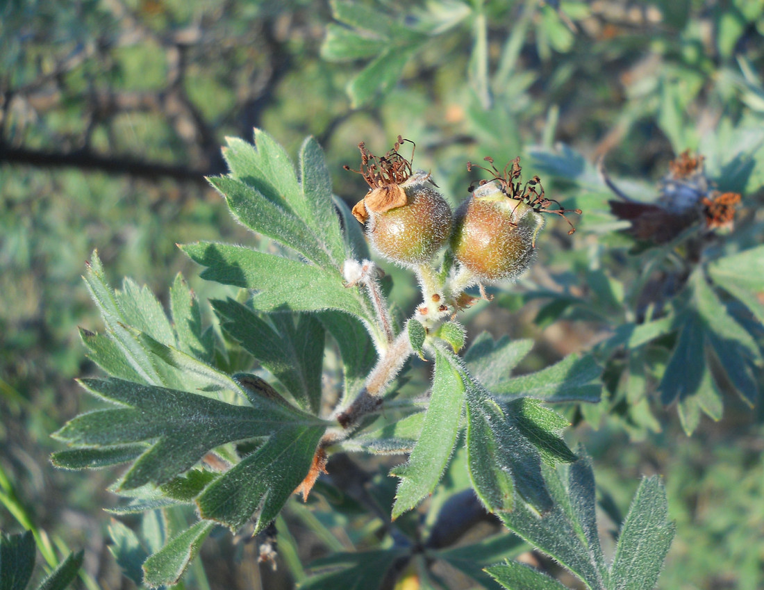 Изображение особи Crataegus orientalis.