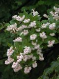 Deutzia