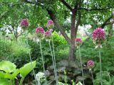 Allium sphaerocephalon