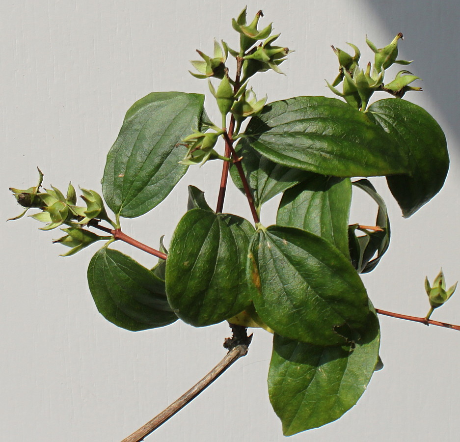 Изображение особи Philadelphus coronarius.