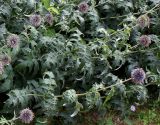 Echinops bannaticus