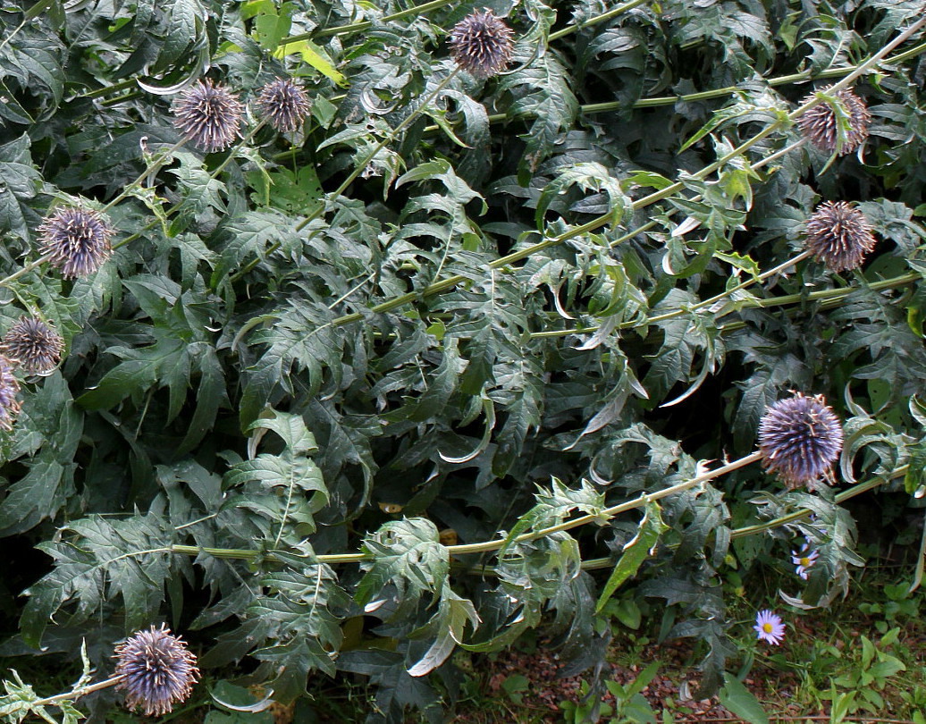 Изображение особи Echinops bannaticus.