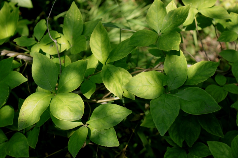 Изображение особи Codonopsis lanceolata.