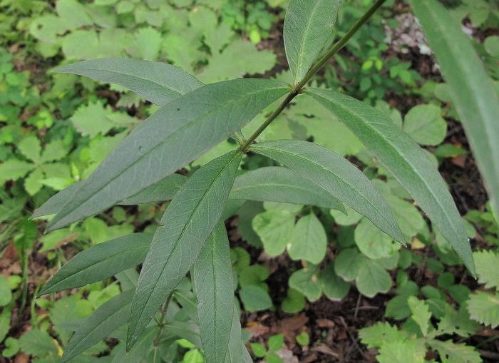 Image of Lysimachia davurica specimen.