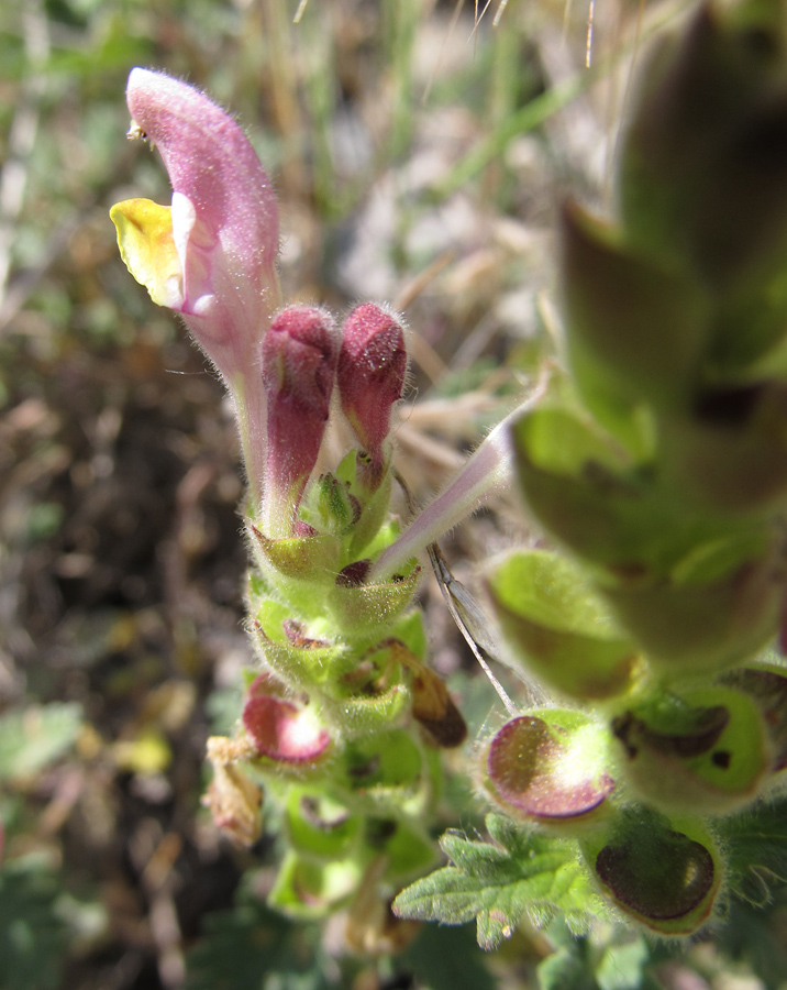 Изображение особи Scutellaria orientalis.