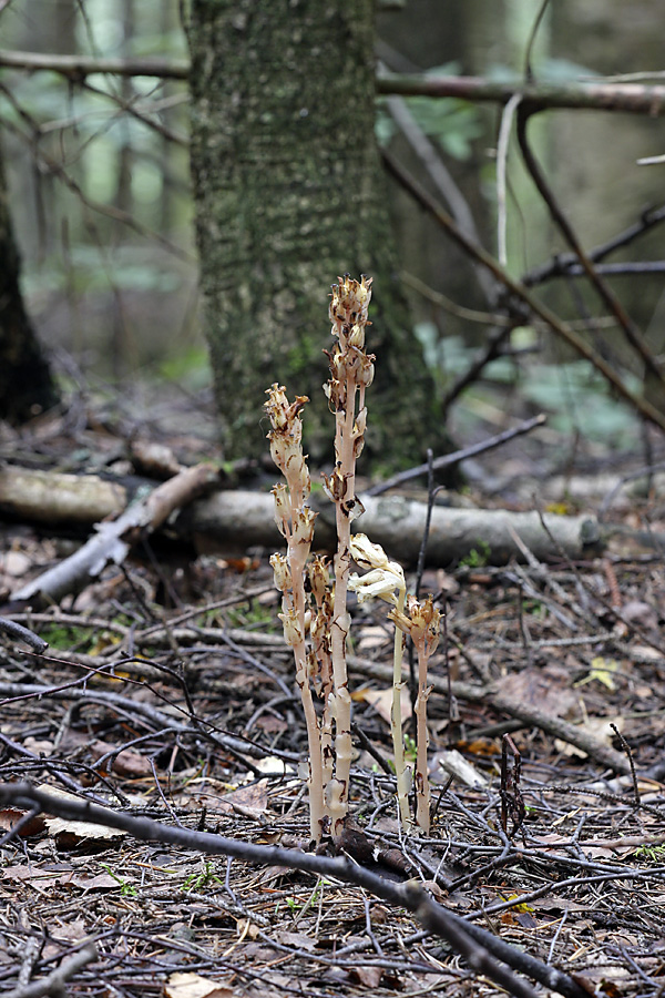 Image of Hypopitys monotropa specimen.