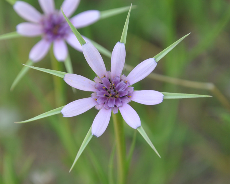 Изображение особи Geropogon hybridus.