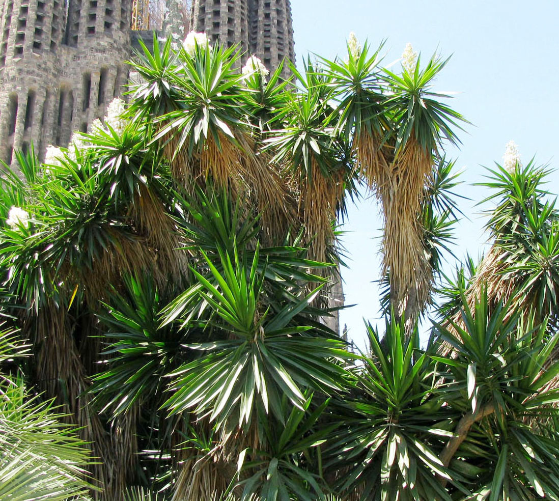 Изображение особи Yucca gigantea.