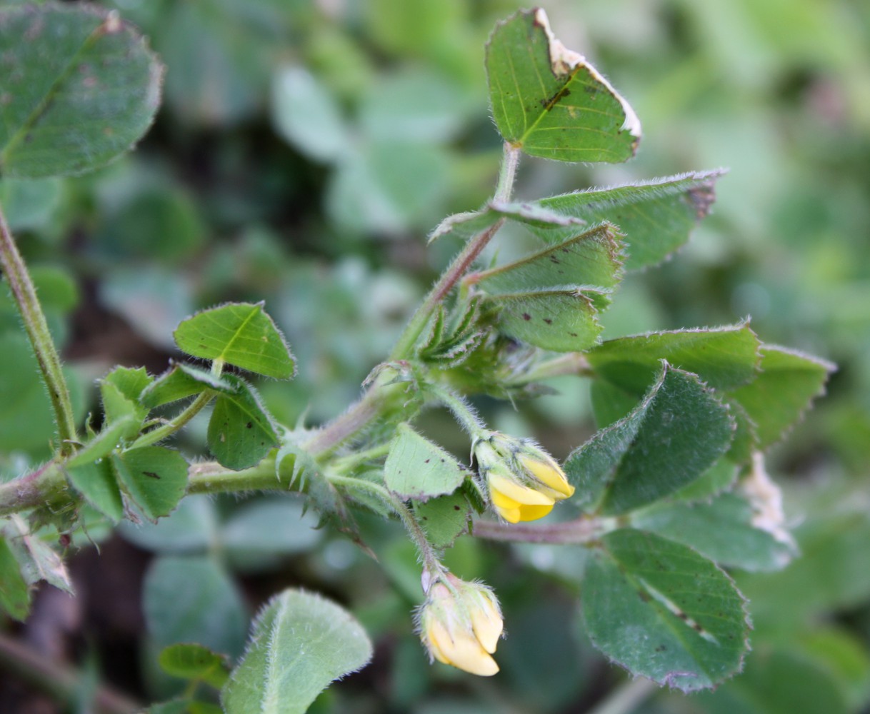 Image of genus Medicago specimen.