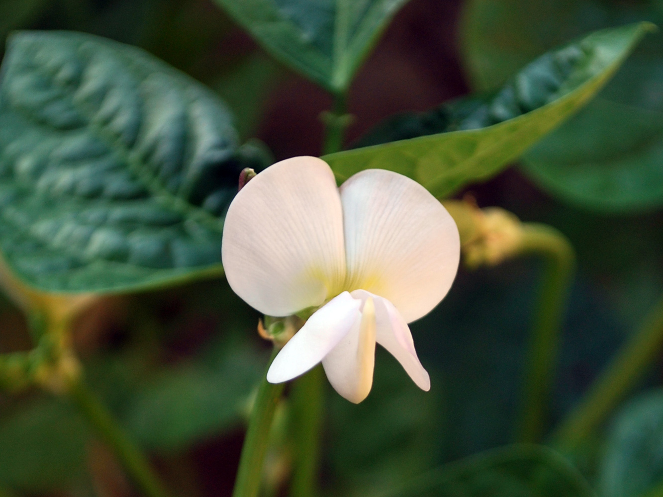 Изображение особи Vigna unguiculata.