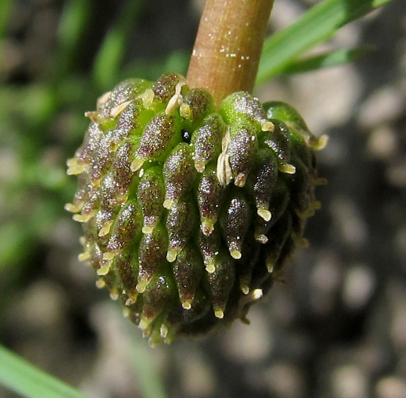 Image of Ranunculus baudotii specimen.