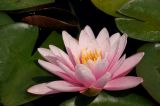 Nymphaea &times; marliacea