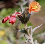 Oenothera versicolor