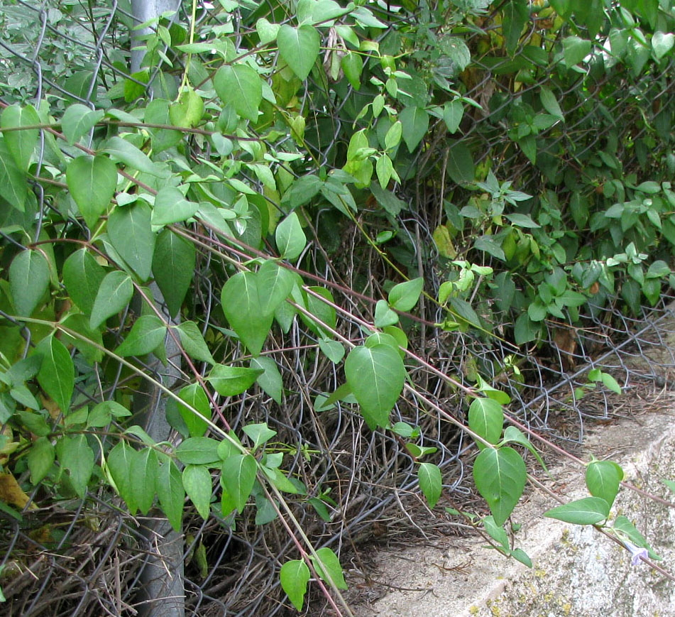 Изображение особи Vinca difformis.