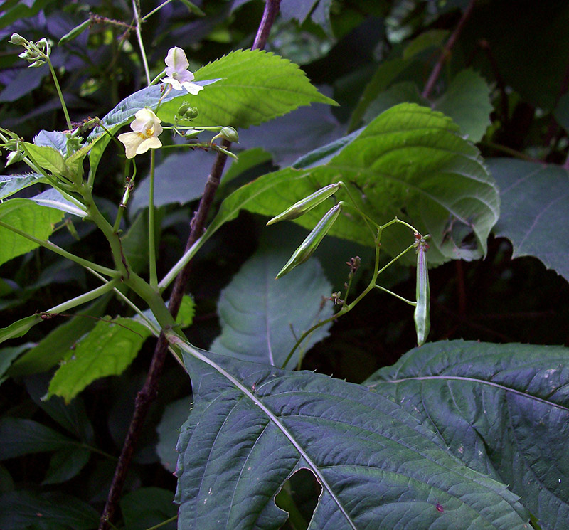 Image of Impatiens parviflora specimen.