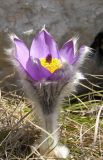 Pulsatilla taurica