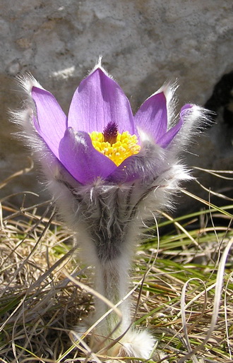 Image of Pulsatilla taurica specimen.