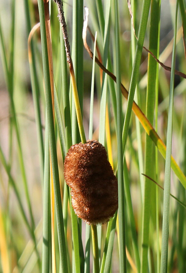 Image of genus Typha specimen.