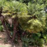 Chamaerops humilis. Взрослые и молодые растения. Испания, автономное сообщество Каталония, провинция Барселона, г. Барселона, гора Монжуик. 8 июля 2012 г.