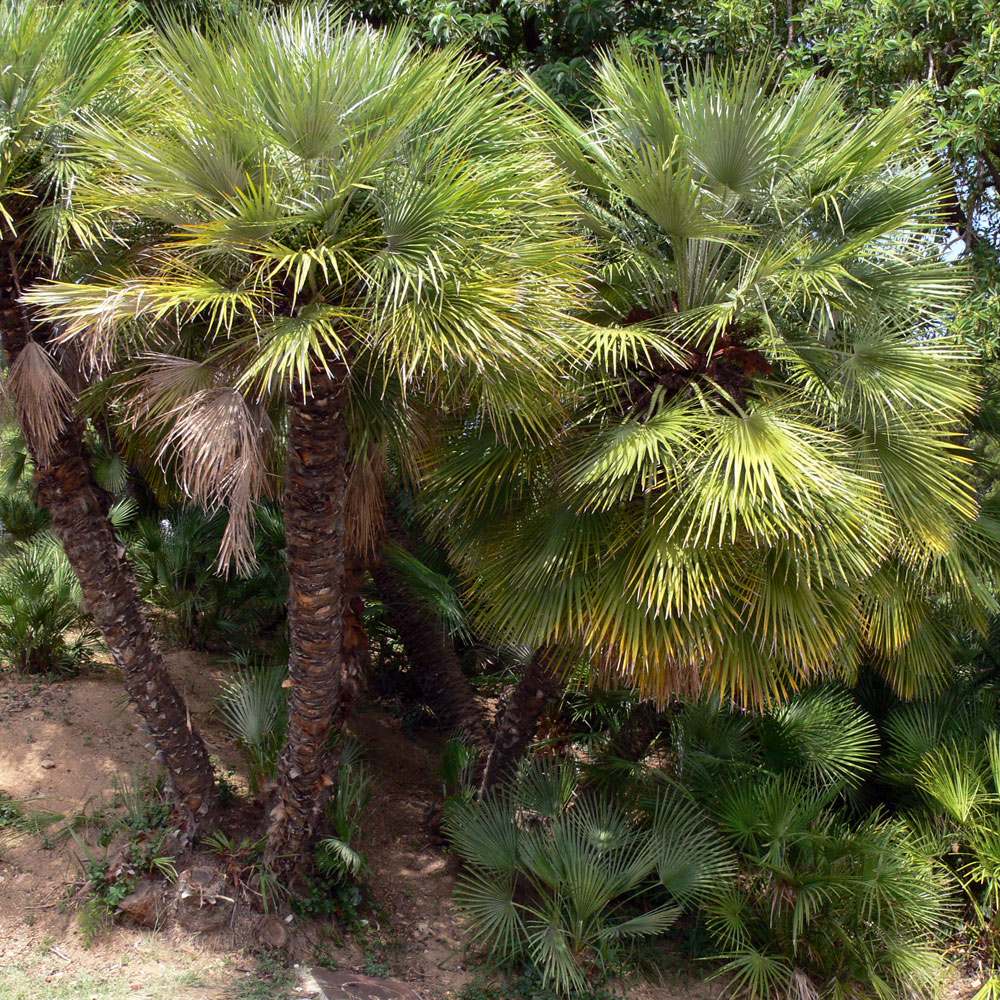 Image of Chamaerops humilis specimen.