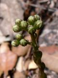 Sedum sediforme. Верхушка расцветающего растения. Испания, автономное сообщество Каталония, провинция Барселона, монастырь Монтсеррат, склон горы. 09.07.2012.