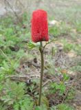 Anemone coronaria. Растение с полураскрывшимся бутоном. Ворсинки на лепестках покрыты капельками росы. Израиль, Северный Негев, лес Лаав. 23.01.2013.