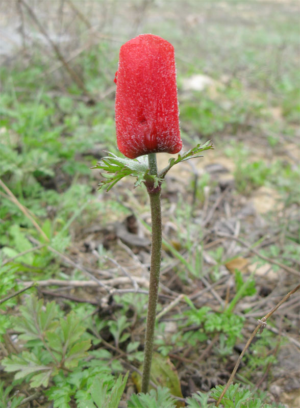 Изображение особи Anemone coronaria.