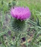 Cirsium vulgare. Соцветие. Кыргызстан, северный берег озера Иссык-Куль, Григорьевское ущелье. 08.08.2011.