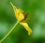 Image of taxon representative. Author is Татьяна Мальчинская