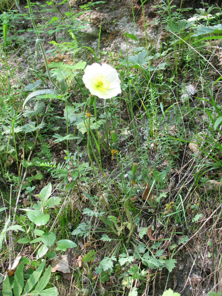 Image of Papaver turczaninovii specimen.