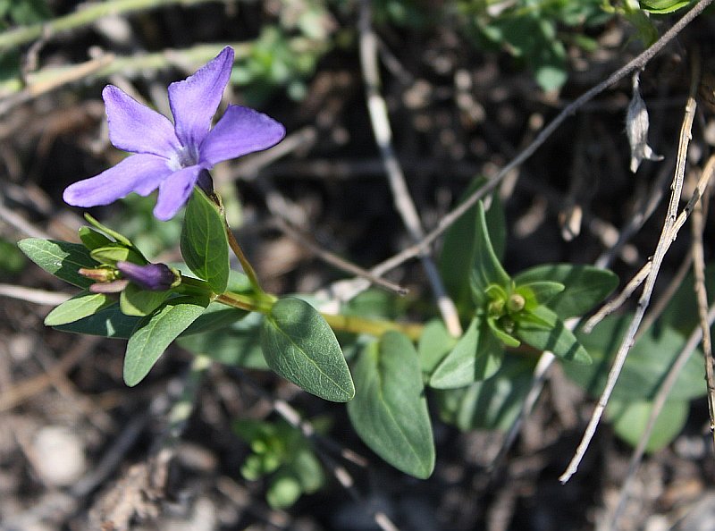 Изображение особи Vinca herbacea.