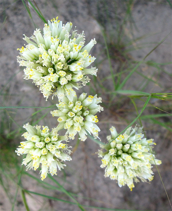 Изображение особи Allium erdelii.