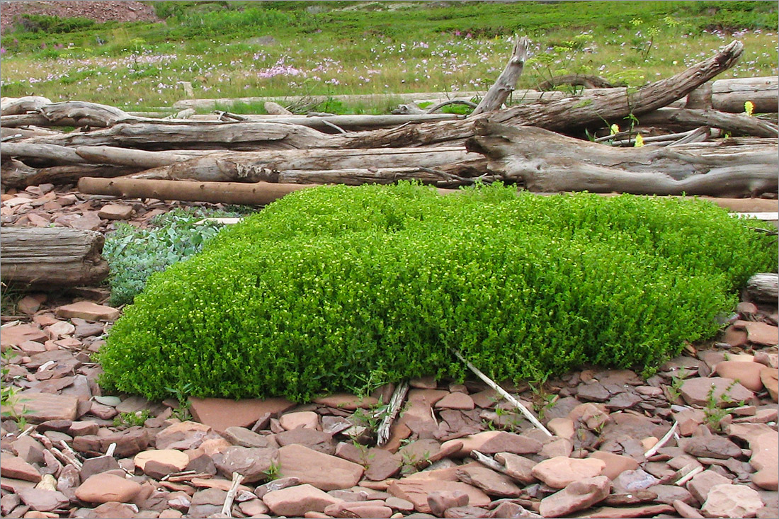 Изображение особи Honckenya peploides ssp. diffusa.