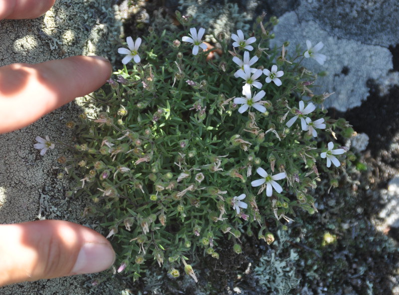 Image of Gypsophila violacea specimen.