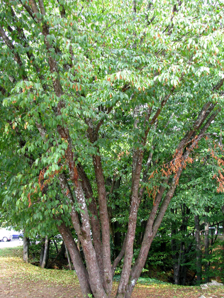 Изображение особи Ostrya carpinifolia.