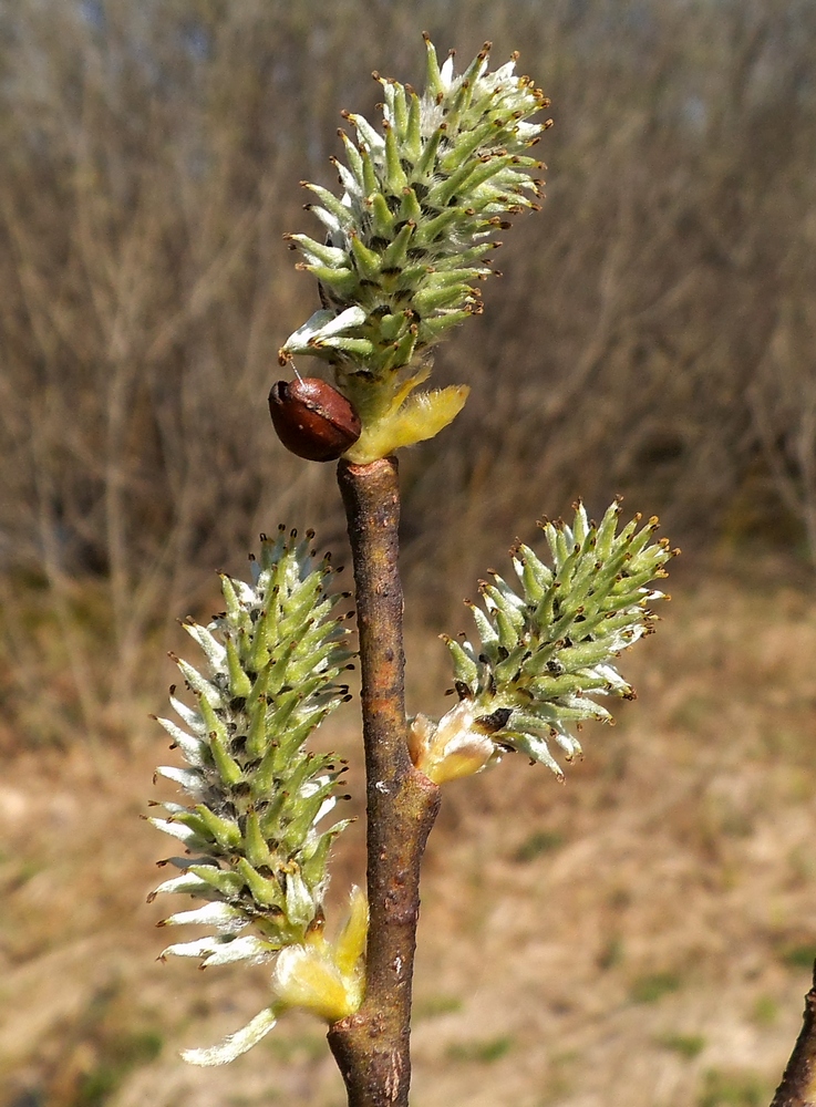 Изображение особи Salix caprea.