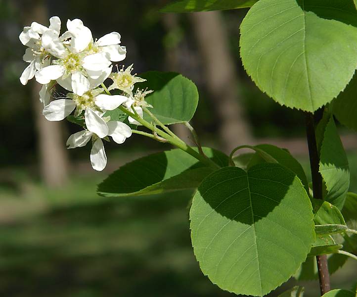 Изображение особи Amelanchier spicata.