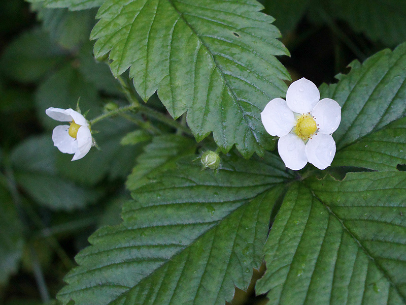 Изображение особи Fragaria moschata.