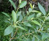 Salix triandra