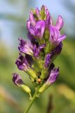 Medicago sativa