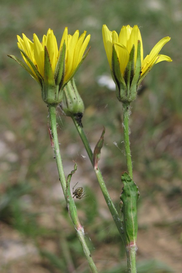 Изображение особи Tragopogon undulatus.